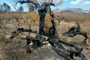 ASAJA Alicante solicita una “renta agraria” para agricultores y ganaderos damnificados por el incendio