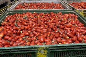 La Llosa almacena 130.000 kilos de tomates con destino a la Tomatina de Buñol