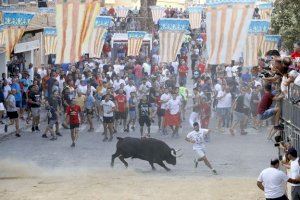 Refuerzo de la seguridad y prudencia en los “Bous al Carrer”: “No se le puede perder el respeto al toro”