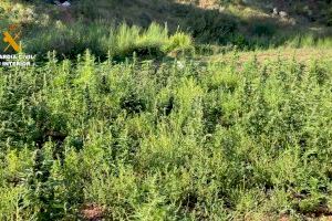 Dos detenidos tras desmantelar una plantación con casi 4.000 plantas de marihuana en Navarrés