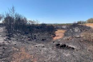 La Generalitat tramita las primeras 200 ayudas por los incendios de Bejís y Vall d'Ebo