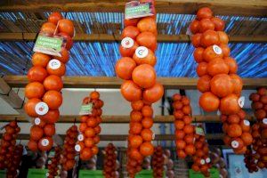 Alcalà de Xivert recupera la fira de la tomata de penjar pese al descenso a la mitad de su producción