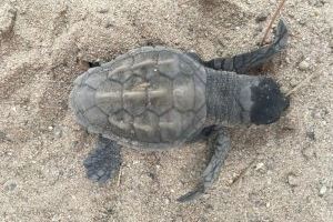 Nace en Valencia la primera tortuga marina en el campamento que alberga el único nido de la especie en España