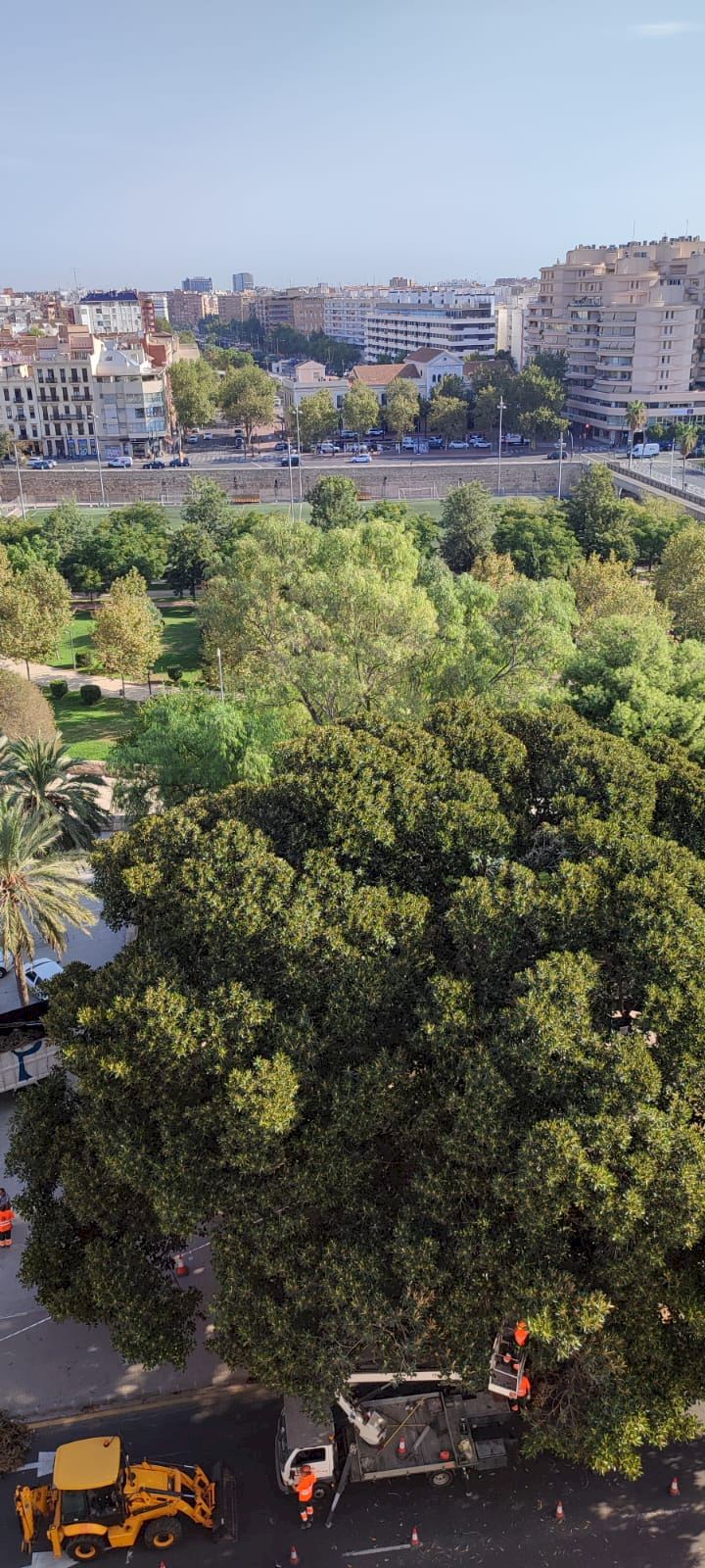 Valencia revisará sus árboles monumentales tras la caída de una rama en el  Parterre