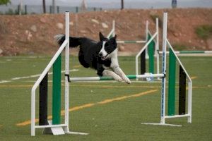 Desenes de gossos atletes de tota la C.Valenciana disputaran el campionat Agility a Moncofa