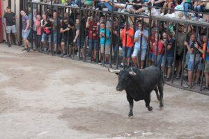 El recinte taurí d'Almenara s'ompli per als primers bous de les festes patronals