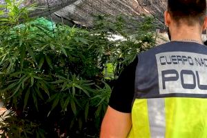 Dos detenidos en Sagunt por cultivar marihuana en sus domicilios