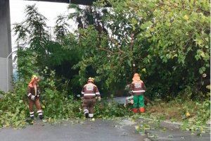 Caída de un árbol en Alzira