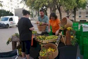 Castelló inicia la Fira de la Taronja amb les primeres varietats de temporada