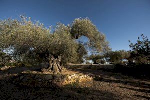 La Diputación de Castellón activa hasta el 4 de noviembre un concurso de fotografía sobre el medio natural con 4.000 euros en premios