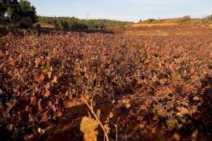 Los agricultores valencianos comienzan a recibir las ayudas de la PAC