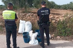 Diversos detinguts en una operació policial contra el robatori de garrofes en el nord de Castelló