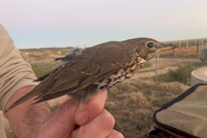 Se buscan cazadores valencianos para participar en el tercer año del Proyecto Zorzales