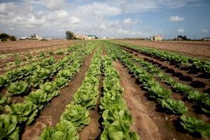 La agricultura valenciana exporta un 12% más en el último año