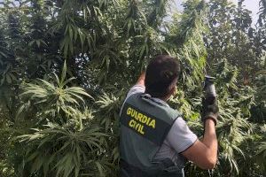 Descubren 900 plantas de marihuana en Alcàsser y Picassent