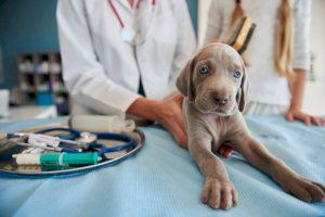 Los veterinarios cuestionan los test del ADN canino: caros, poco fiables y plantean dudas jurídicas