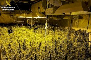 Desmantelan un grupo criminal dedicado al cultivo de marihuana en la provincia de Alicante