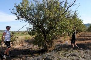 La producción de almendras de la Comunidad Valenciana cae un 55% en esta campaña