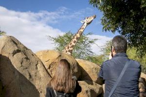 BIOPARC nº1 en “Atracciones principales en Valencia” según el portal Tripadvisor