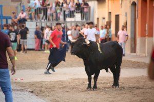 Perilla l'any vinent de ‘bous al carrer’ en la Comunitat Valenciana?