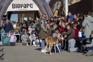 “Flechazos” y finales felices en el desfile de perros abandonados en Bioparc