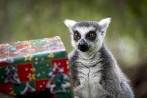 Los Reyes Magos pasan por BIOPARC Valencia  para dejar sus regalos a los animales