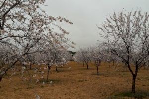 La ausencia de fríos intensos provocará una floración prematura de los almendros