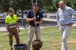 Alicante completará este invierno la reposición de los alcorques vacíos con la plantación de mil nuevos árboles