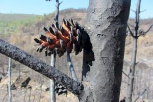 El fuego adelanta la reproducción sexual de los pinos, según un estudio del CIDE