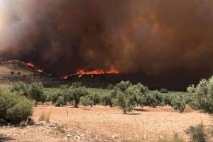 Recuperar cultivos abandonados para crear cortafuegos: El proyecto del Consell para frenar los incendios