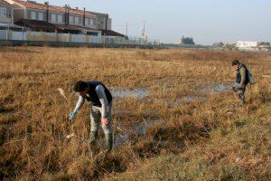 Almassora activarà al febrer els tractaments per a previndre mosquits a l’estiu