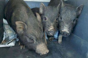 Castellón refuerza las batidas para acabar con la plaga de los cerdos vietnamitas