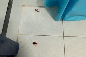 Cucarachas y suciedad: Denuncian las condiciones del centro de salud Trullols de Castellón