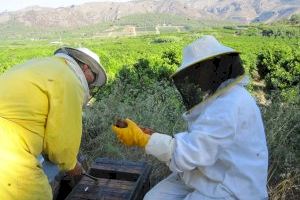 El sector apícola valenciano vive la peor crisis de su historia: "Estamos al borde de la desaparición"