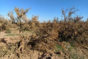 La sangría del abandono del campo valenciano: "Nos están expulsando de los campos y granjas"