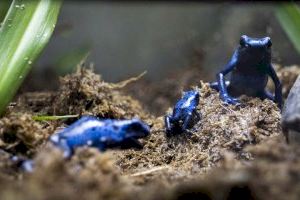 BIOPARC Valencia reproduce con éxito la vistosa rana veneno azul