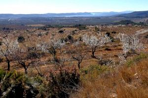 Les Coves de Vinromà pide respetar el medio ambiente y minimizar al máximo el impacto paisajístico de la planta fotovoltaica