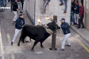 VIDEO | Un toro brama desesperadamente al ser embolado en Castelló