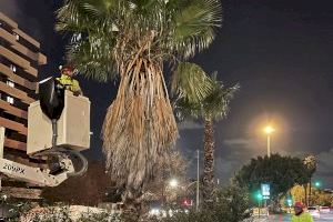 València enceta la poda nocturna de les 189 palmeres de la mitjana de la Ronda Nord