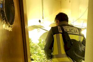 Detienen a un matrimonio que cultivaba marihuana en tres domicilios de València