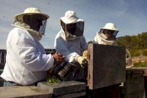Los apicultores valencianos convocan una camionada en València contra la Generalitat