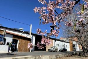 La Cooperativa de Viver organiza un plan campestre para disfrutar de la floración de los almendros