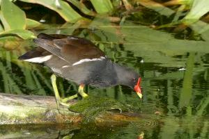 Los lagos naturales del Oceanogràfic atraen a más de un centenar de diferentes especies de aves silvestres