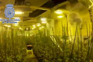 Dos detenidos tras desmantelar una plantación de marihuana con más de 800 plantas en Benitatxell