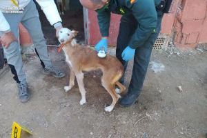 Detenido por robar dos perros de caza en Anna (Valencia)