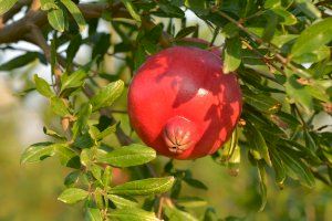 Peris cierra una campaña histórica de volumen de granada nacional gracias a las mejoras varietales y en la conservación de los frutos