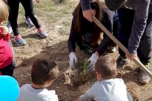 Un proyecto educativo ayuda a reforestar el monte tras el incendio del Alto Palancia