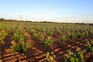 La Unió propone que se investiguen las enfermedades de madera de las vides