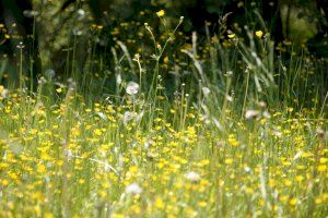 Con la primavera, llegan las alergias: cuáles son las más frecuentes y cómo hacerles frente