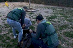 Le pillan con 350 plantas de marihuana en un piso de Silla tras provocar un corte del suministro eléctrico del edificio